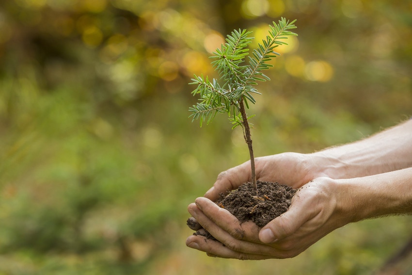 Ein Baum als Geschenk